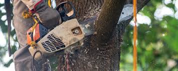 Best Arborist Consultation Services  in Pocahontas, IA