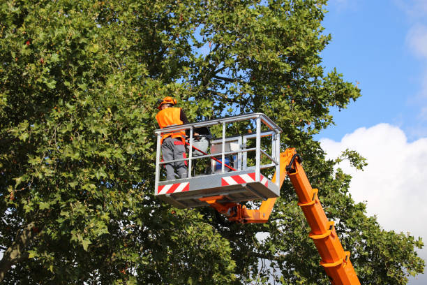 How Our Tree Care Process Works  in  Pocahontas, IA