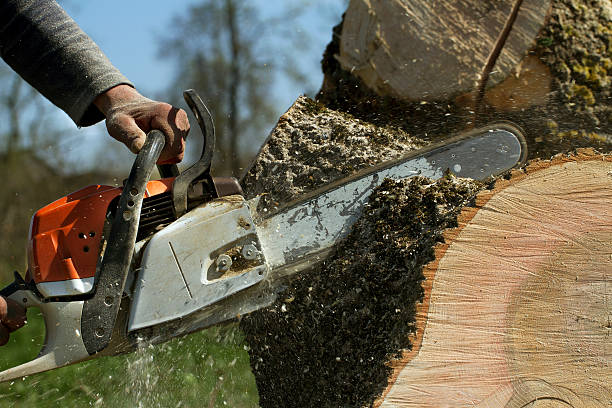 Best Tree Risk Assessment  in Pocahontas, IA